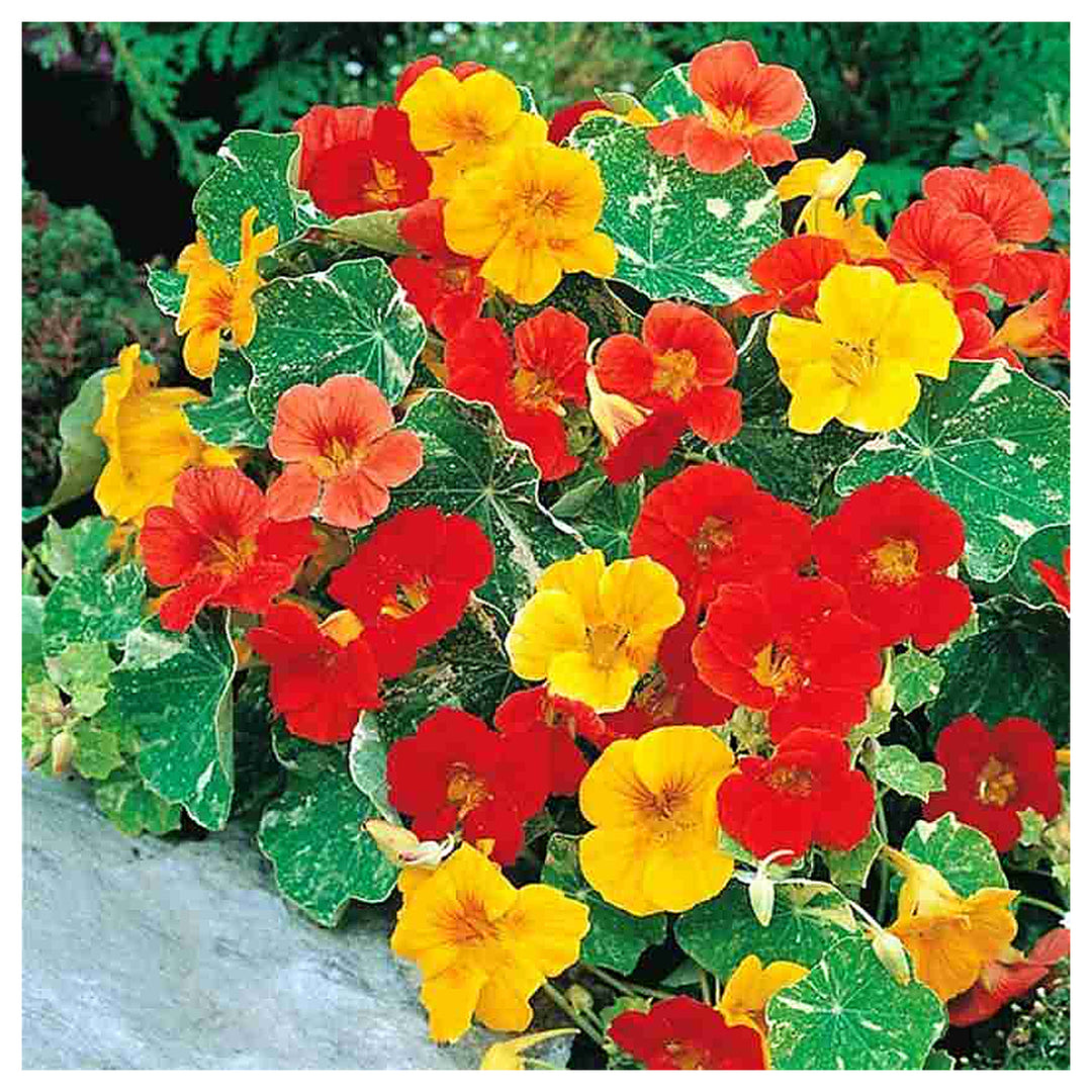 Heirloom Non-GMO Nasturtium Flower Seeds for Planting – Mixed Color Edible Blooms Organic Garden Seeds | Neera Seeds product photo [neera-v4-34306816361e428b7fd5]