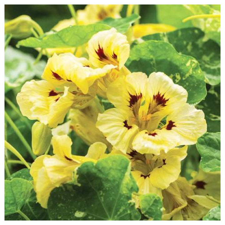 Heirloom Light Yellow Nasturtium Flower Seeds – Non-GMO, High Germination Organic Garden Seeds for Planting Edible  | Neera Seeds product photo [neera-v4-34328c8d847152caa152]