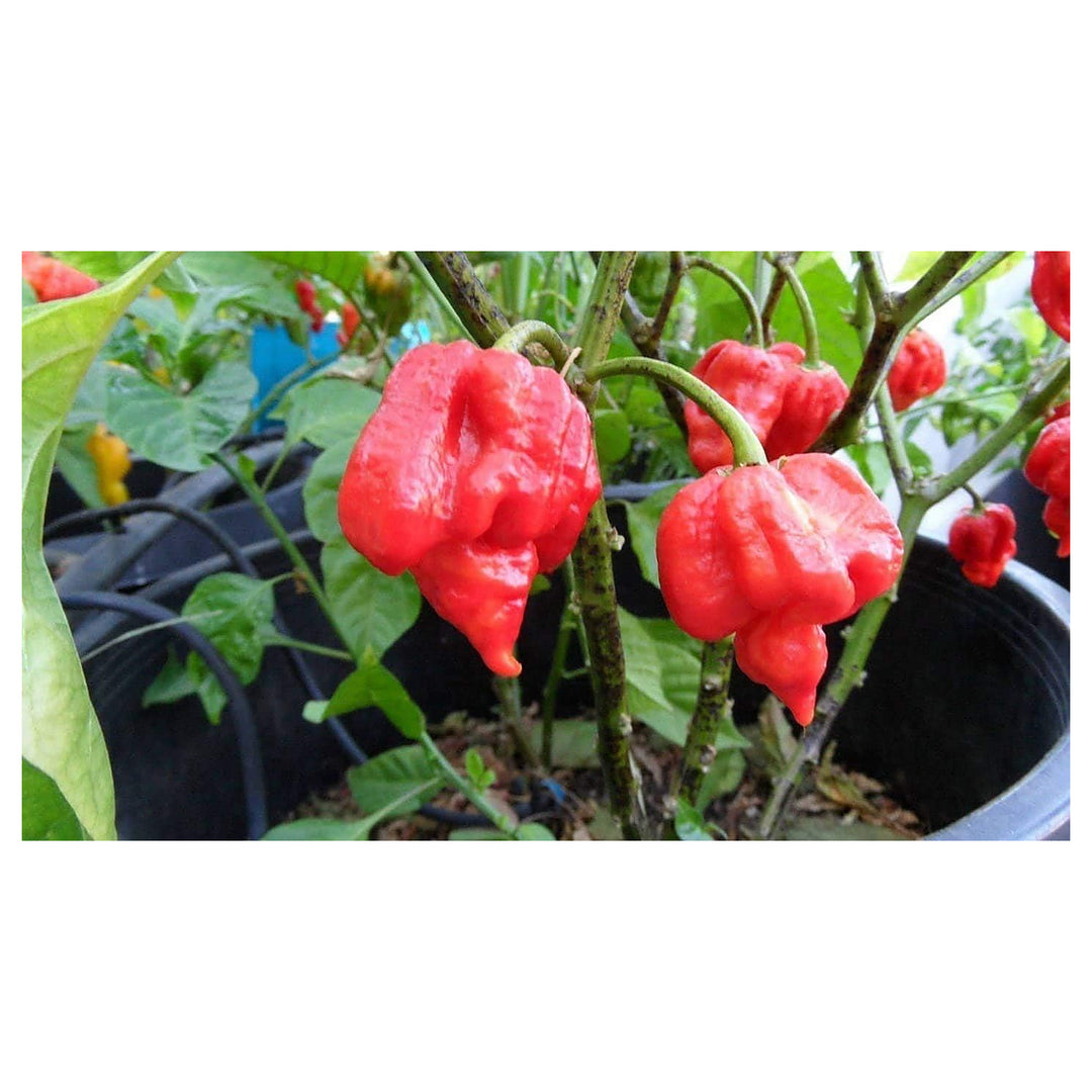 Trinidad Scorpion Pepper Seeds for Planting | Heirloom, Non-GMO, High Germination Organic Garden Seeds | Neera Seeds product photo [neera-v4-343798dd0de5cd4e7836]