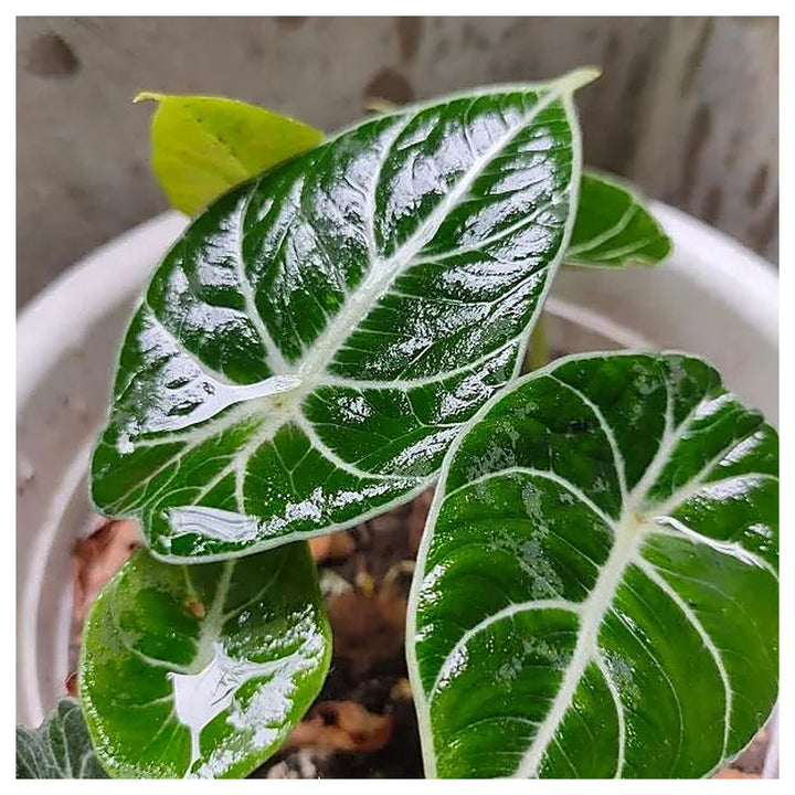 Heirloom Alocasia Leaf Plant Seeds, Non-GMO Ornamental Foliage for Planting | Neera Seeds product photo [neera-v4-3440397f876c4085ed82]