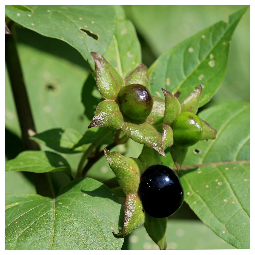 Black Belladonna Plant Seeds for Planting | Heirloom Non-GMO High Germination Organic Garden Seeds | Neera Seeds product photo [neera-v4-3442759e3e2717d12eac]