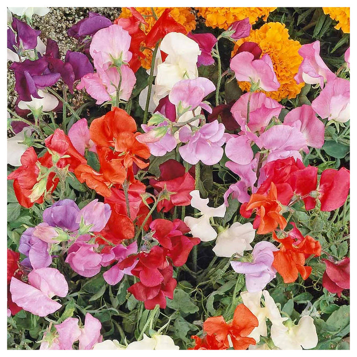 Heirloom Non-GMO Sweet Pea Knee Flower Seeds for Planting – Fragrant Climbing Blooms | High Germination | Neera Seeds product photo [neera-v4-344b96f237b90904275d]