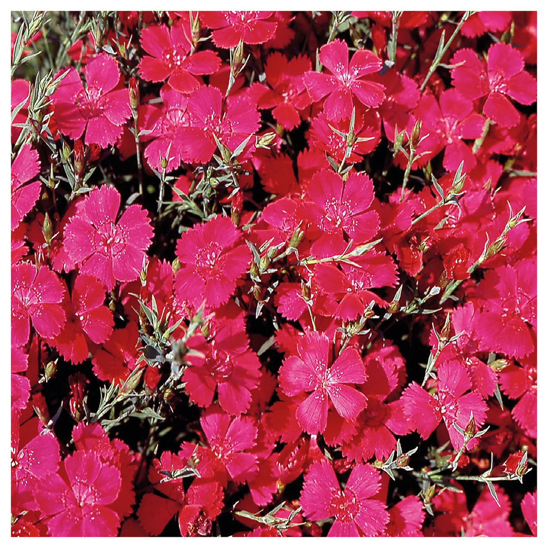 Heirloom Non-GMO Pink Dianthus Cardinal Flower Seeds for Garden Planting – Vibrant Fringed Blooms | Neera Seeds product photo [neera-v4-34554e5e76b96cd41cc6]