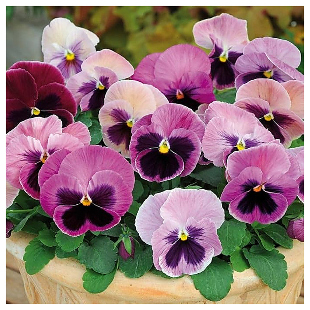 Heirloom Pansy Flower Seeds for Planting, Non-GMO | Neera Seeds product photo [neera-v4-3466df60e5a7b2ebea4e]