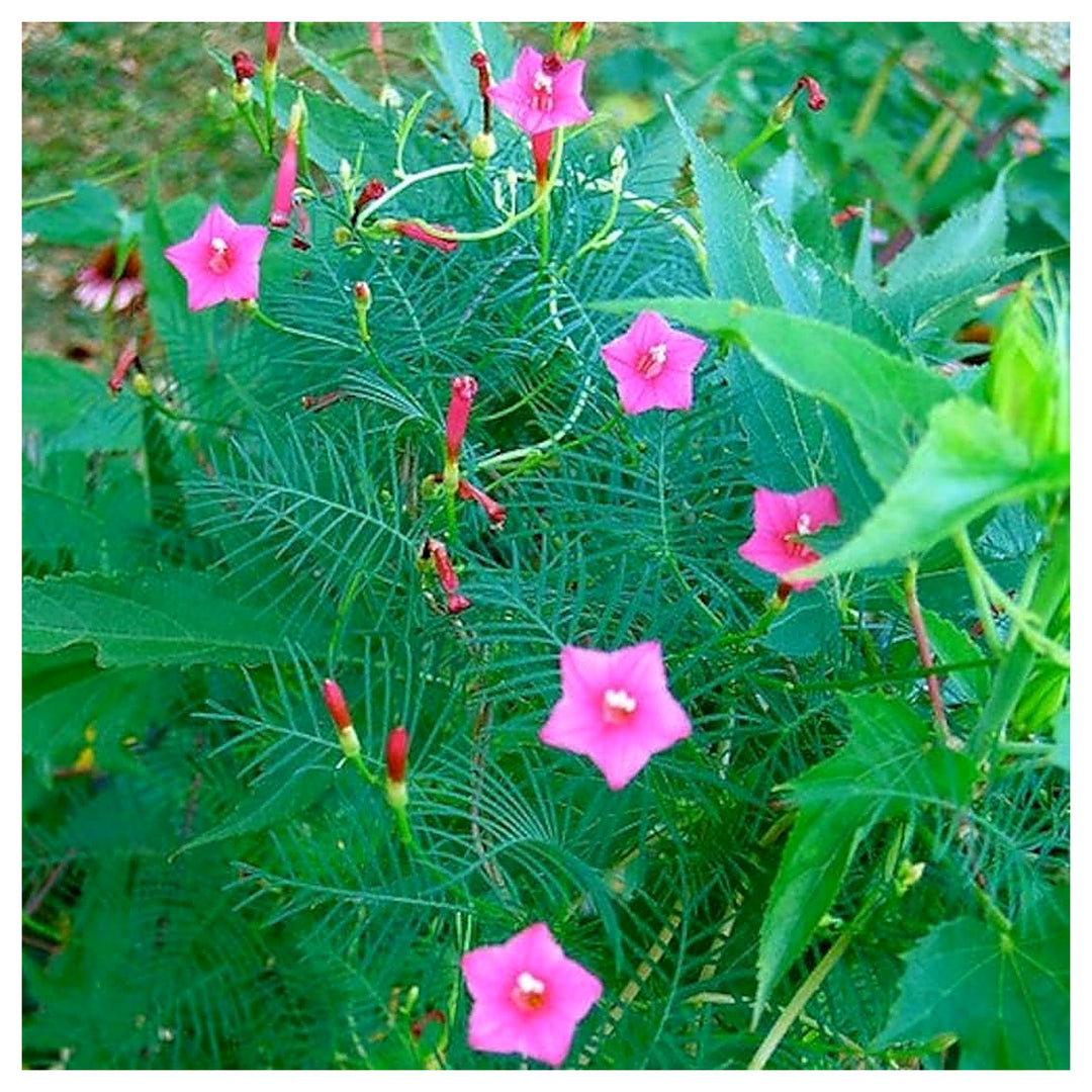Annual Rose Cypress Vine Flower Seeds for Planting – 100 pcs | Heirloom Non-GMO Organic Garden Blooms | Neera Seeds product photo [neera-v4-3477f5049664ae8c31bf]