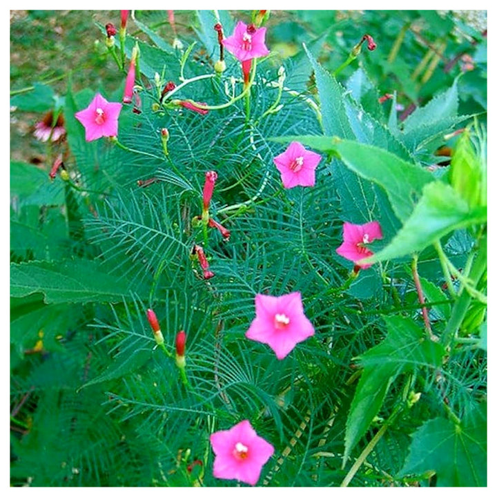 Annual Rose Cypress Vine Flower Seeds for Planting – 100 pcs | Heirloom Non-GMO Organic Garden Blooms | Neera Seeds product photo [neera-v4-3477f5049664ae8c31bf]