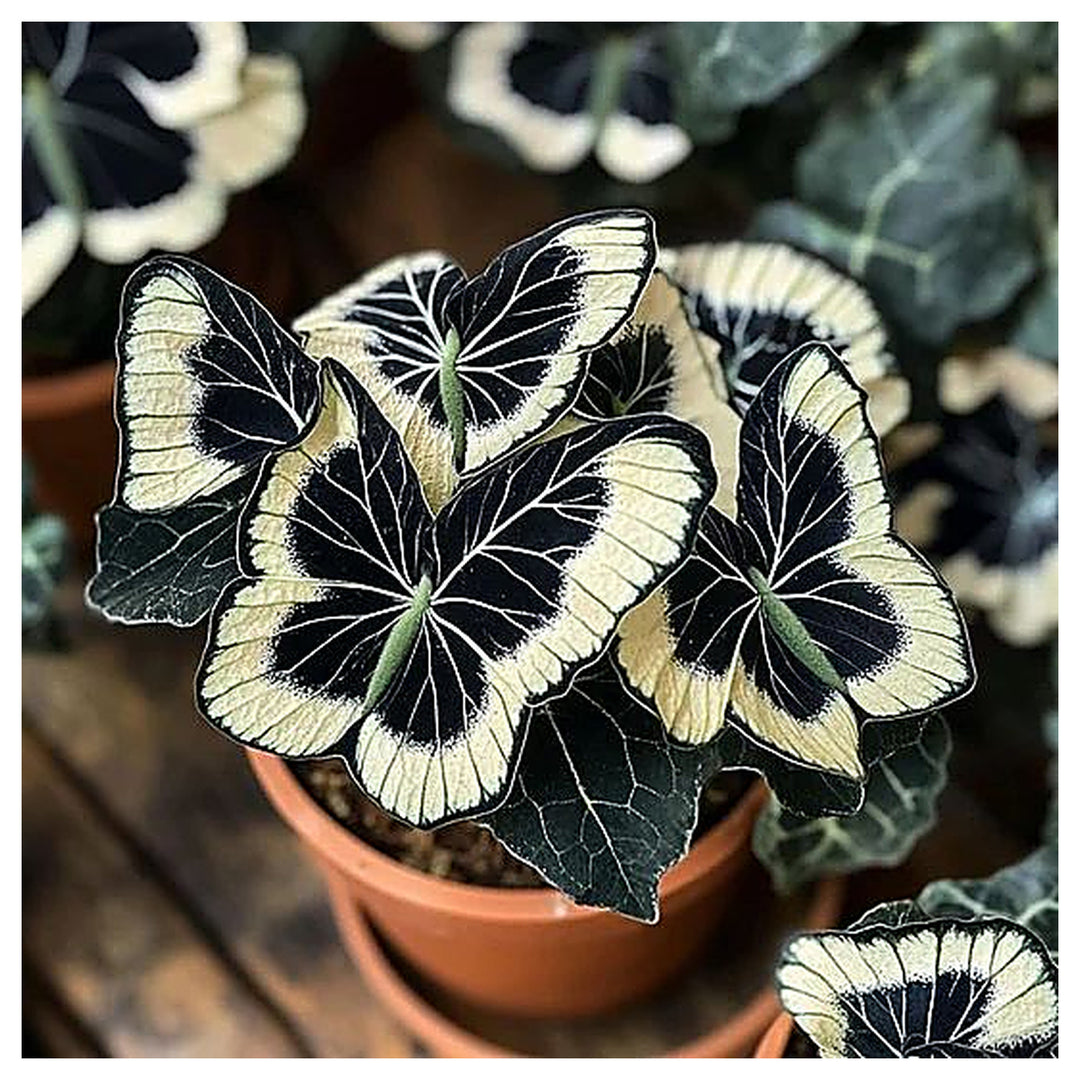 Moonlight Butterfly Begonia Flower Seeds - Cream and Black Heirloom Non-GMO Seeds for Planting | Neera Seeds product photo [neera-v4-349373d487b94fbc0cc7]