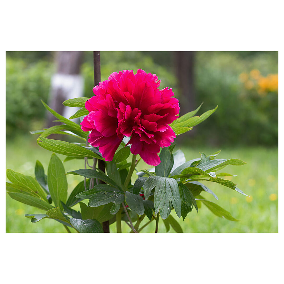 Heirloom Non-GMO Paeonia Red Tenufolia Flower Seeds – Fragrant Early-Blooming Peonies for Planting | High Germinati | Neera Seeds product photo [neera-v4-349b44d0c005323ca589]