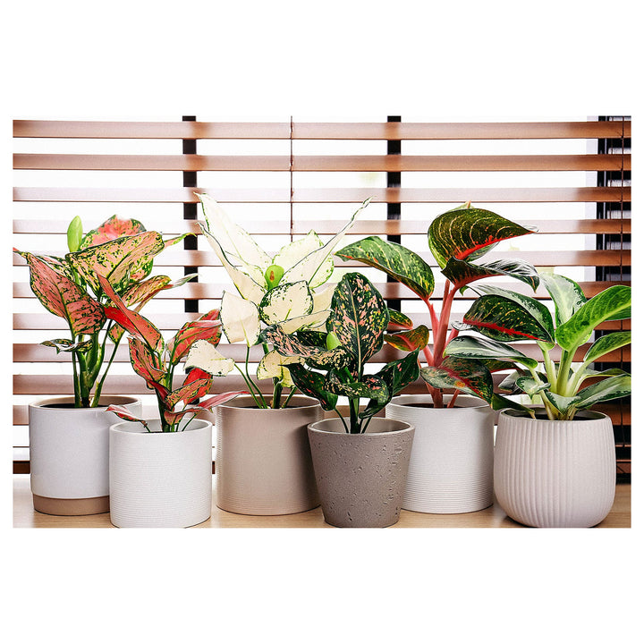 Heirloom Aglaonema White Mix Plant Seeds - Non-GMO, High Germination Organic Ornamental Garden Seeds for Planting | Neera Seeds product photo [neera-v4-349f7114bf151e3d5b34]
