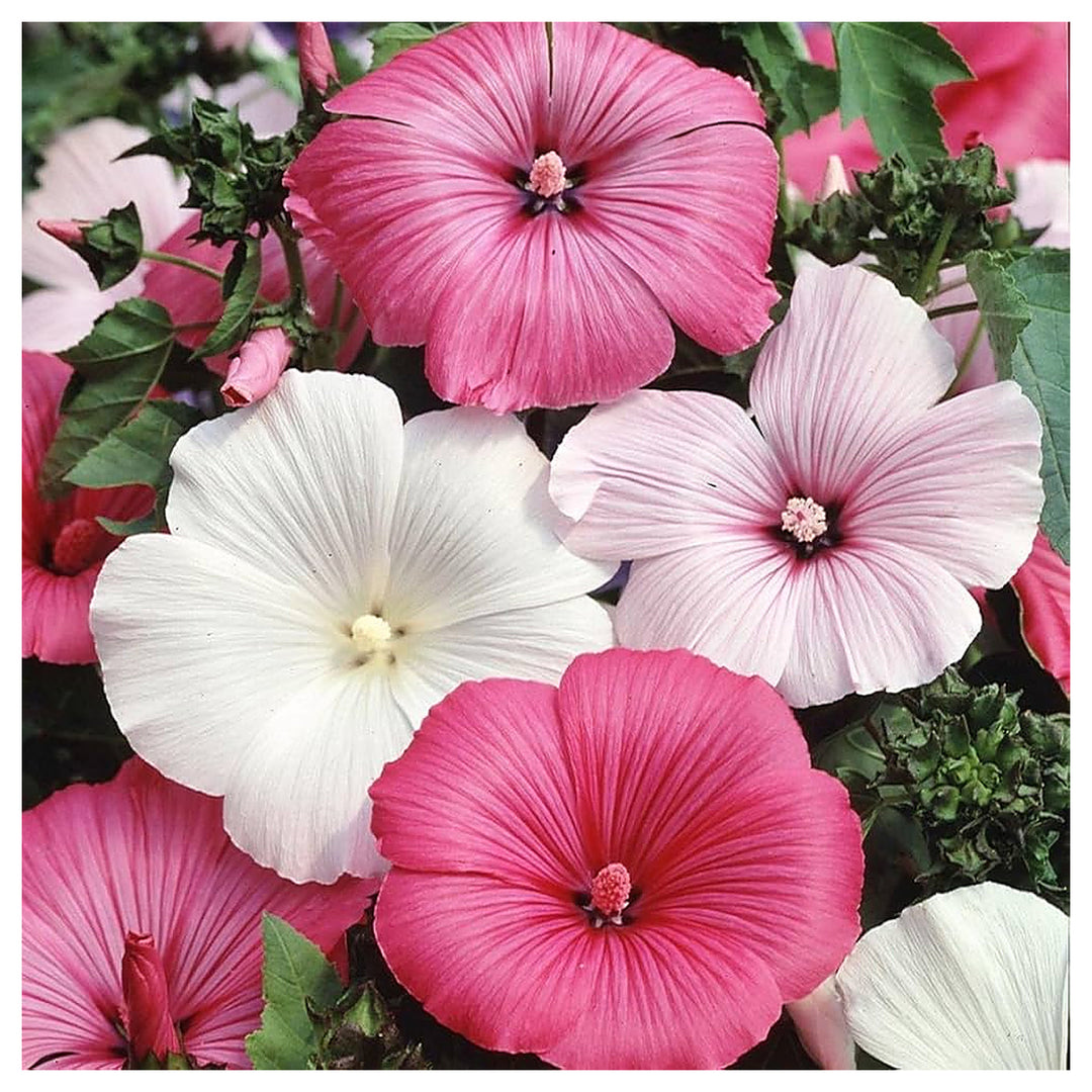Lavatera White Pink Seeds for Planting – Organic, Heirloom, Non-GMO Flower Seeds | Neera Seeds product photo [neera-v4-34a1a5beca7688dfe177]