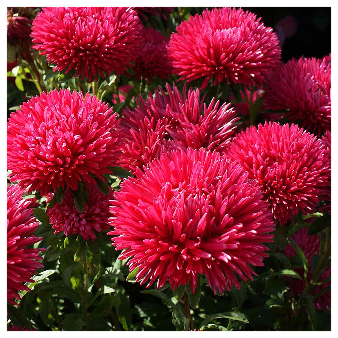 Organic Heirloom Dark Pink Aster Flower Seeds – Non-GMO | High Germination Organic Garden Seeds for Planting | Neera Seeds product photo [neera-v4-34ab7098cacd5ea3b4ee]