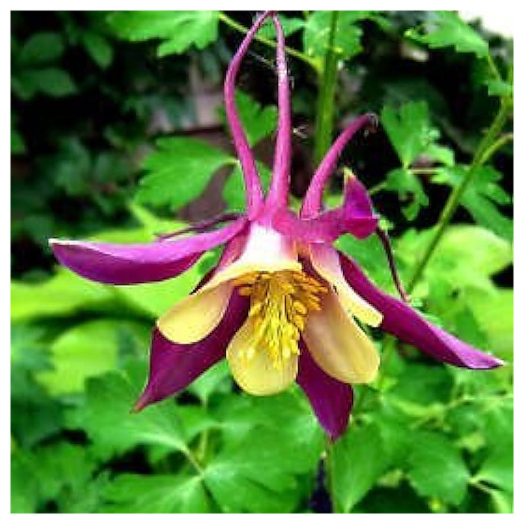 Certified Organic Mckana Giants Columbine Flower Flower Seeds for Home Garden Planting, Exotic | Neera Seeds product photo [neera-v4-34b2a24ddf250eed1dcc]