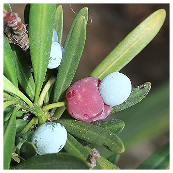Heirloom Non-GMO Podocarpus Macrophyllus Plant Seeds for Planting – Organic Garden Seeds with High Germination | Neera Seeds product photo [neera-v4-34bf2532c0eb8d04e461]