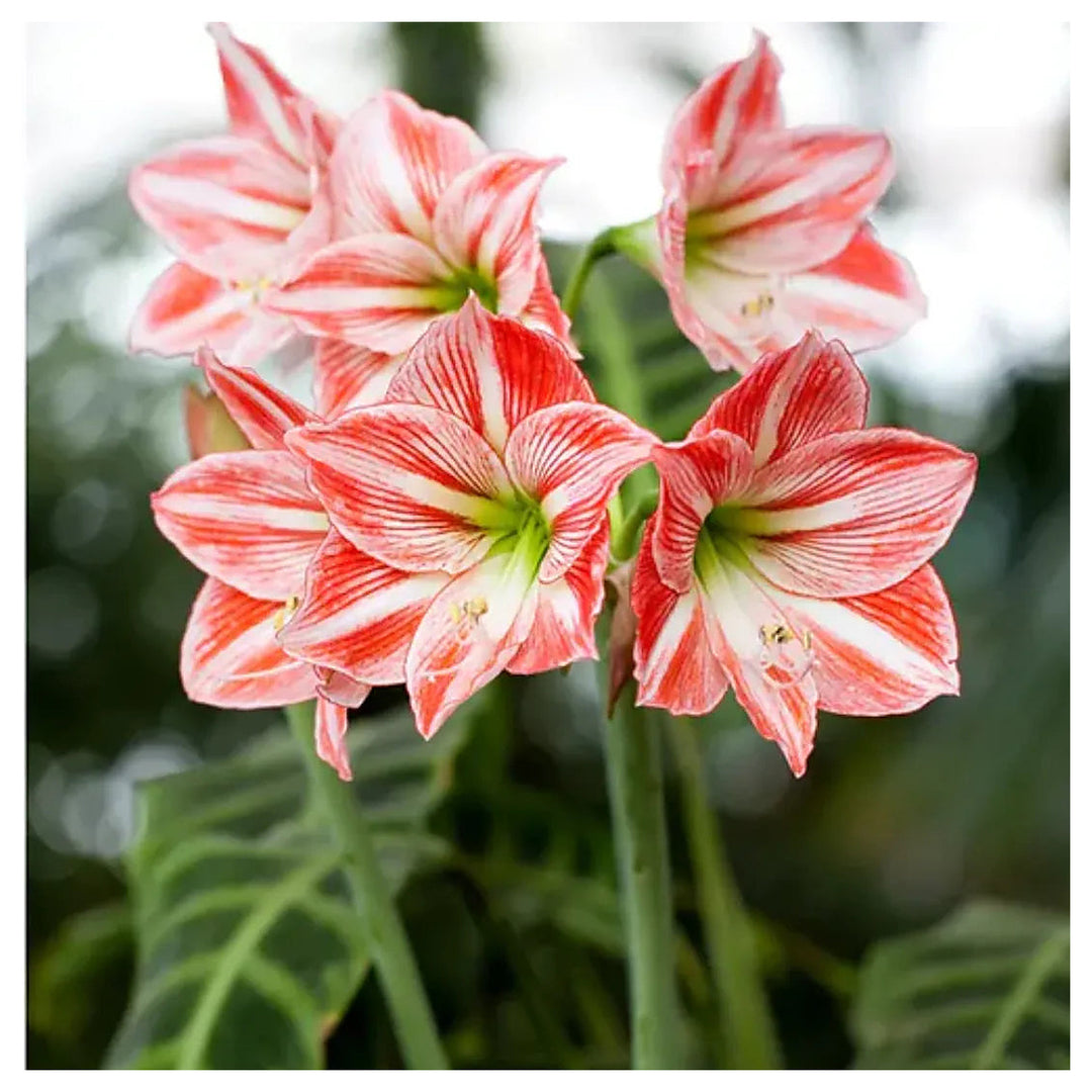 White Red Hippeastrum Flower Seeds – Heirloom Non-GMO Amaryllis Blooms | Neera Seeds product photo [neera-v4-34d26f2565c9dad8dce9]