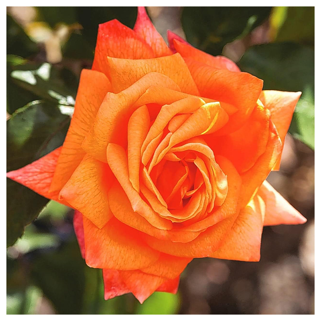 Dark Orange Rose Flower Plant Seeds – Heirloom Non-GMO Garden Seeds for Planting with High Germination for Organic  | Neera Seeds product photo [neera-v4-34d3e05416f071793fc4]