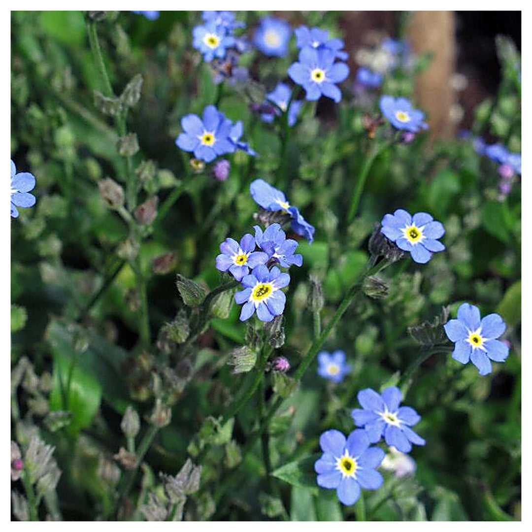 Organic Blue Myosotis Sylvatica Flower Seeds for Planting – Heirloom, Non-GMO | Neera Seeds product photo [neera-v4-34d4a47430fee76275a7]