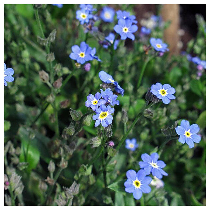 Organic Blue Myosotis Sylvatica Flower Seeds for Planting – Heirloom, Non-GMO | Neera Seeds product photo [neera-v4-34d4a47430fee76275a7]