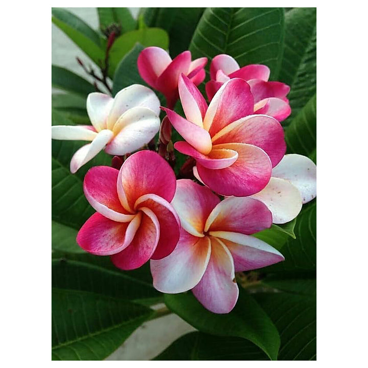 Purple Yellow Frangipani Flower Seeds – Heirloom Non-GMO Plumeria Seeds for Planting &amp; Fragrant Gardens | Neera Seeds product photo [neera-v4-34e67f1a1dbbc7240a67]