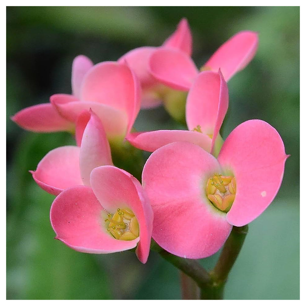 Heirloom Light Pink Euphorbia Milii Flower Seeds for Planting, Non-GMO | Neera Seeds product photo [neera-v4-34fafaa4deae8a245321]