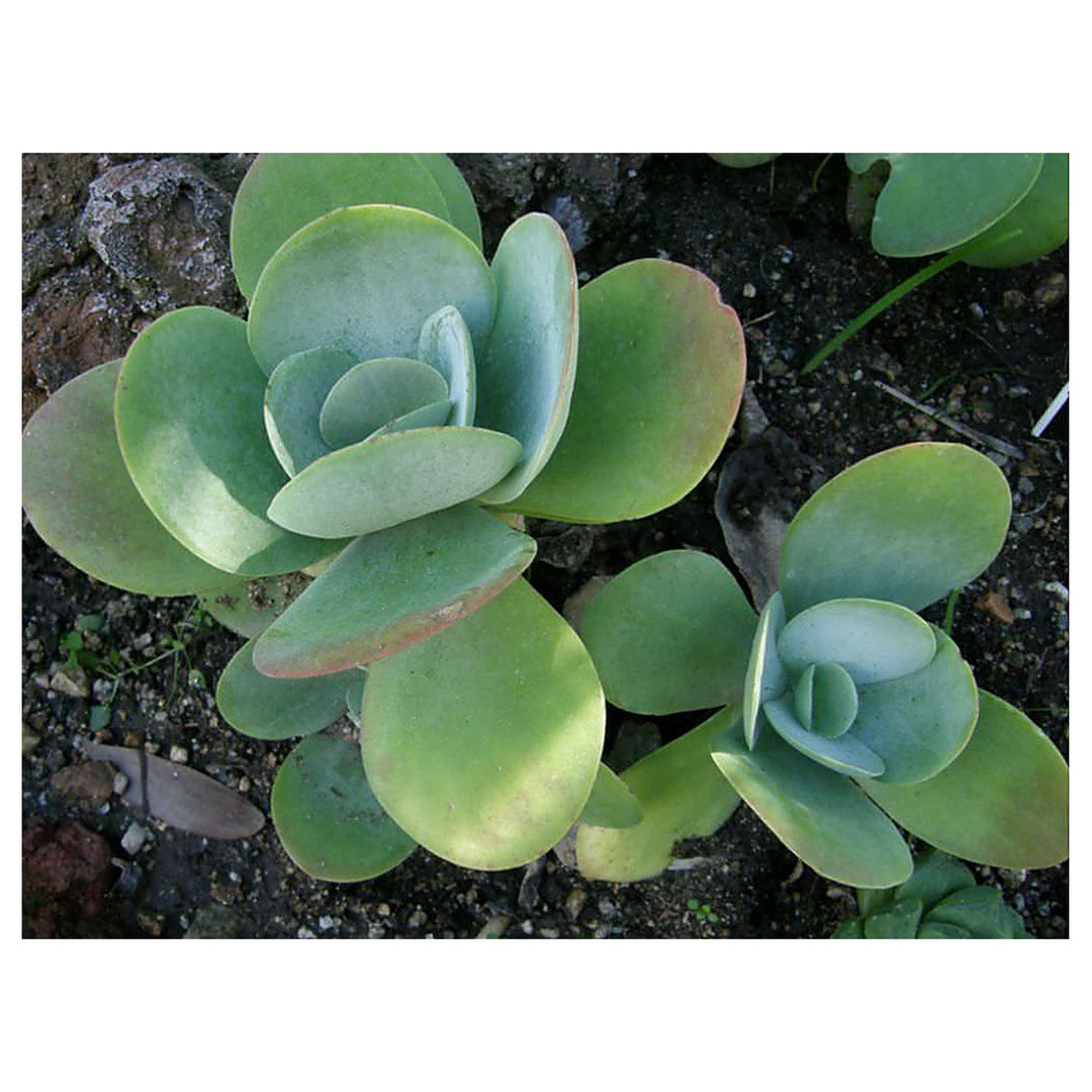 Heirloom Thyrsiflora Plant Seeds, Non-GMO Ornamental Foliage and Blooms for Unique Garden Planting | Neera Seeds product photo [neera-v4-350077aaa4d5705e3bcc]