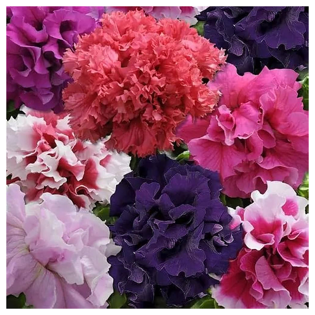Bonsai Petunia Balcony Flower For Home Garden Decoration Flower Seeds for Home Garden Planting, | Neera Seeds product photo [neera-v4-3501111df95a7759014b]