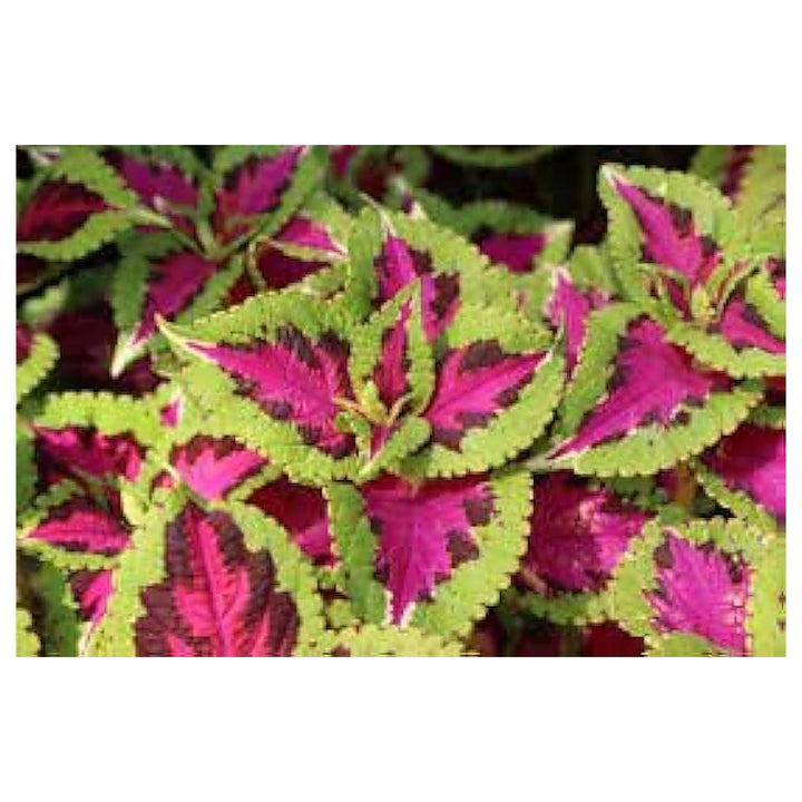 Heirloom Green Pink Coleus Flower Seeds – Non-GMO, Vibrant Ornamental Foliage for Home Gardens | Neera Seeds product photo [neera-v4-3507f34a11bf6f7e3ae1]