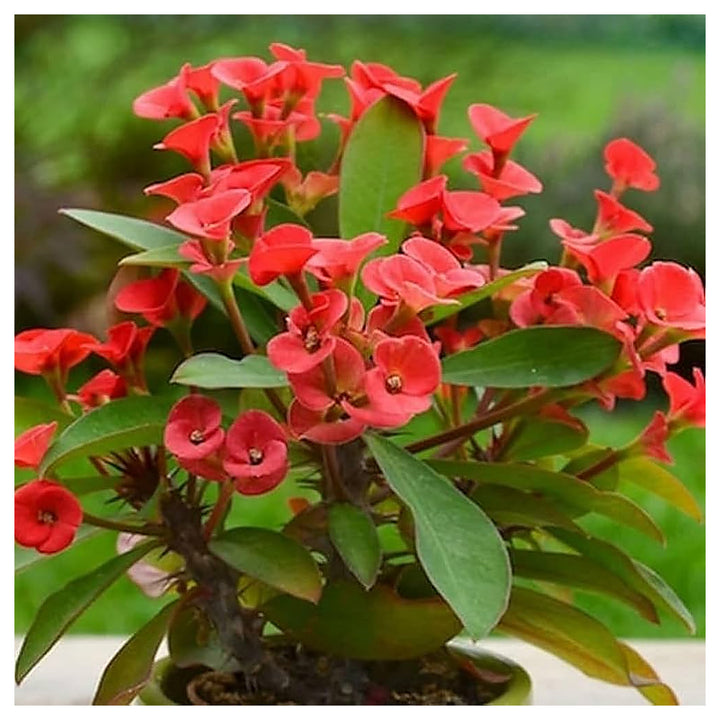Deep Red Euphorbia Milii Flower Seeds for Planting – Heirloom, Non-GMO, High Germination Organic Garden Seeds | Neera Seeds product photo [neera-v4-350e61db9b608e9ccb89]