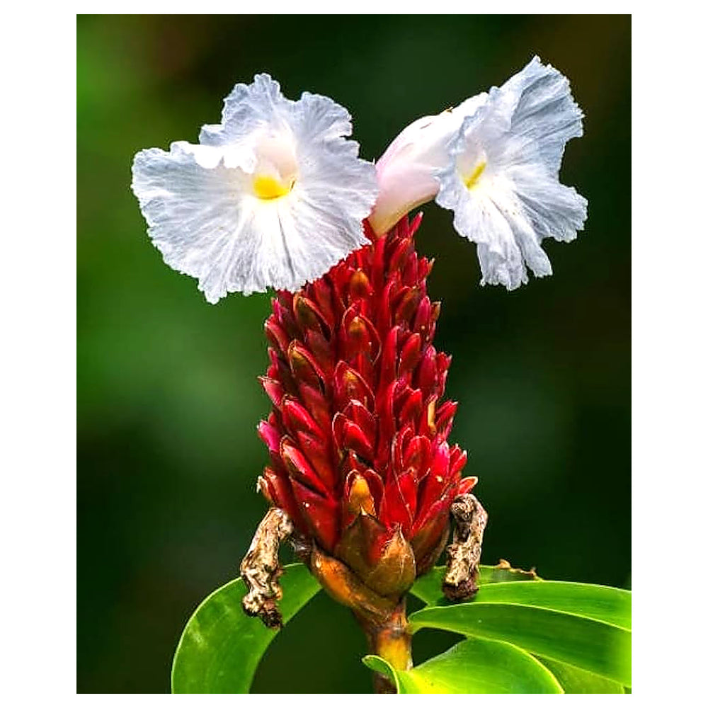 Heirloom Non-GMO Costus Flower Seeds for Planting – Tropical Ornamental Blooms | Neera Seeds product photo [neera-v4-35110c9fd1c490731029]