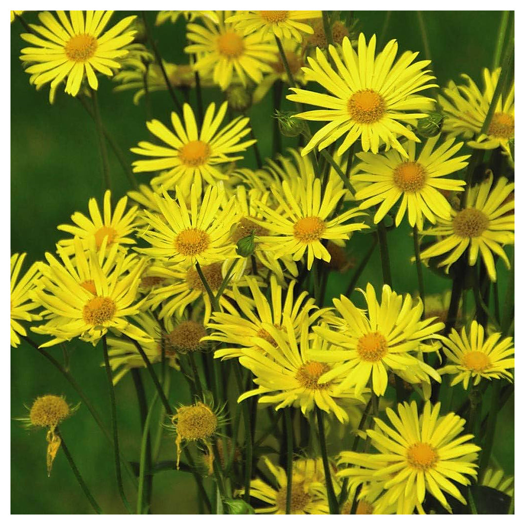 Doronicum For Planting Doronicum Orientale For Shaded Flower Beds And Borders Flower Seeds for Home | Neera Seeds product photo [neera-v4-3521c813c5ad64080169]