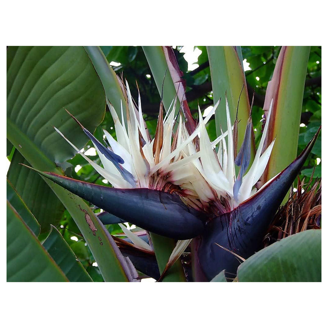 Heirloom Non-GMO White Strelitzia Reginae Houseplant Seeds for Planting – Exotic Bird of Paradise | Neera Seeds product photo [neera-v4-352552d185683d3e9bd3]