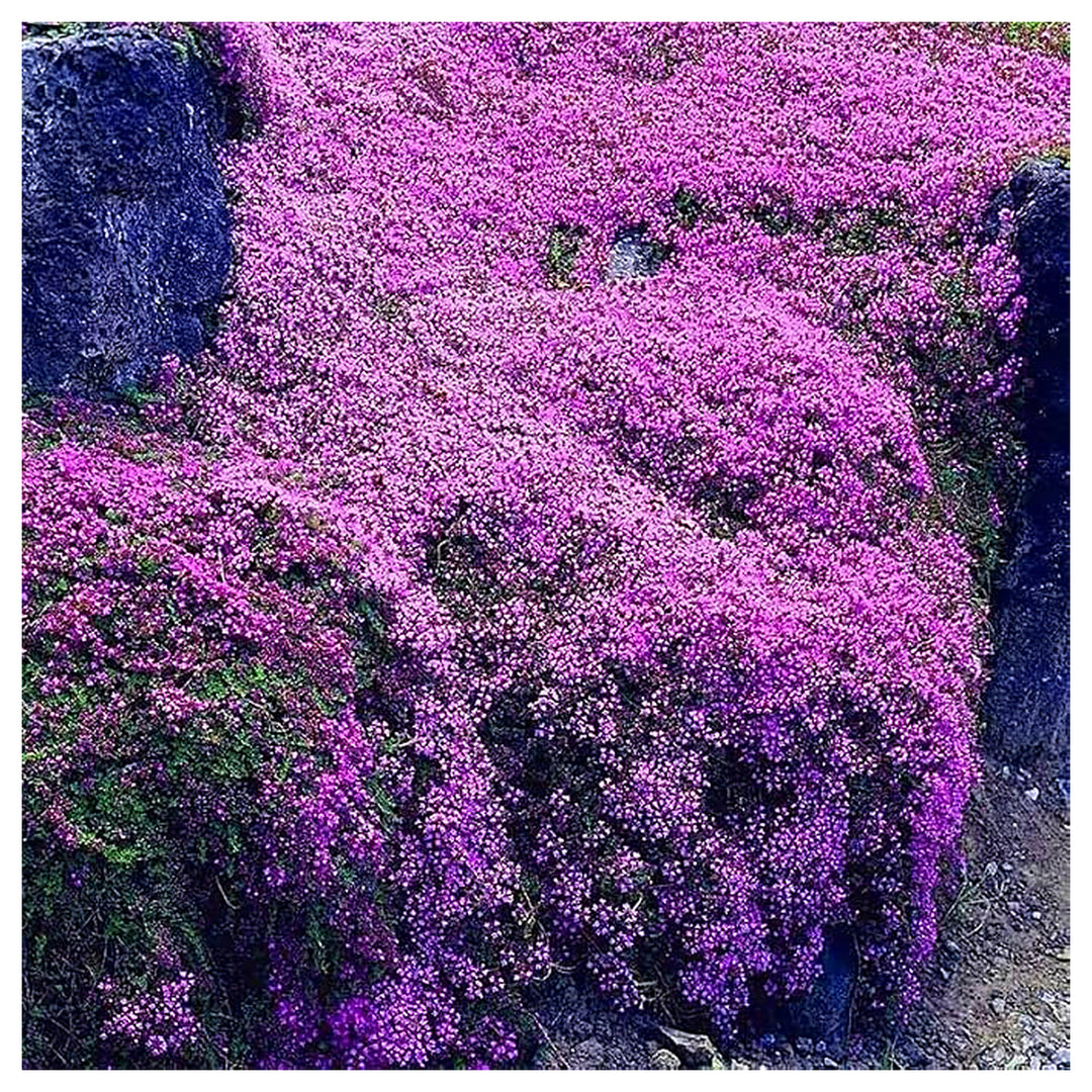 Purple Creeping Thyme Flower Seeds – Heirloom, Non-GMO, Fragrant Ground Cover for Garden Planting | Neera Seeds product photo [neera-v4-3530729c564582cb79dc]