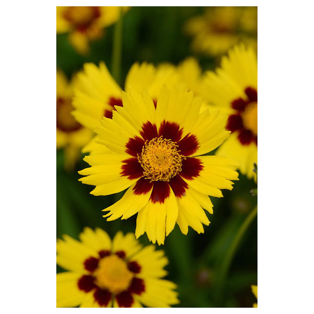Coreopsis Cosmos Flower Seeds for Planting – Vibrant Blooms, Heirloom, Non-GMO, High Germination Garden Seeds | Neera Seeds product photo [neera-v4-3532ef6db29774857cae]