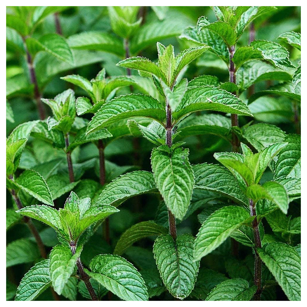 Army Green Mint Seeds – Heirloom & Non-GMO Fresh & Resilient Herb Seeds for Planting | Neera Seeds product photo [neera-v4-3536d426575f359e3d98]