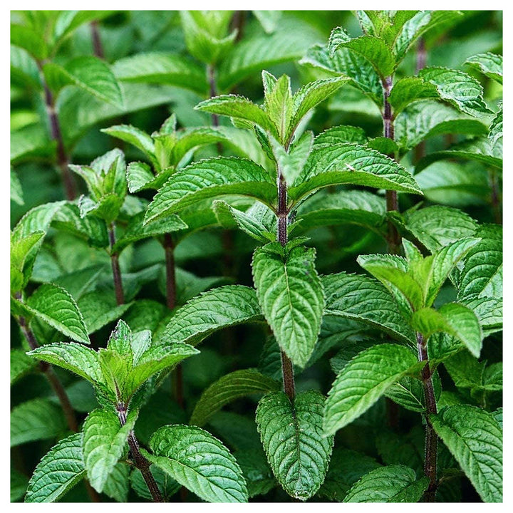 Army Green Mint Seeds – Heirloom &amp; Non-GMO Fresh &amp; Resilient Herb Seeds for Planting | Neera Seeds product photo [neera-v4-3536d426575f359e3d98]