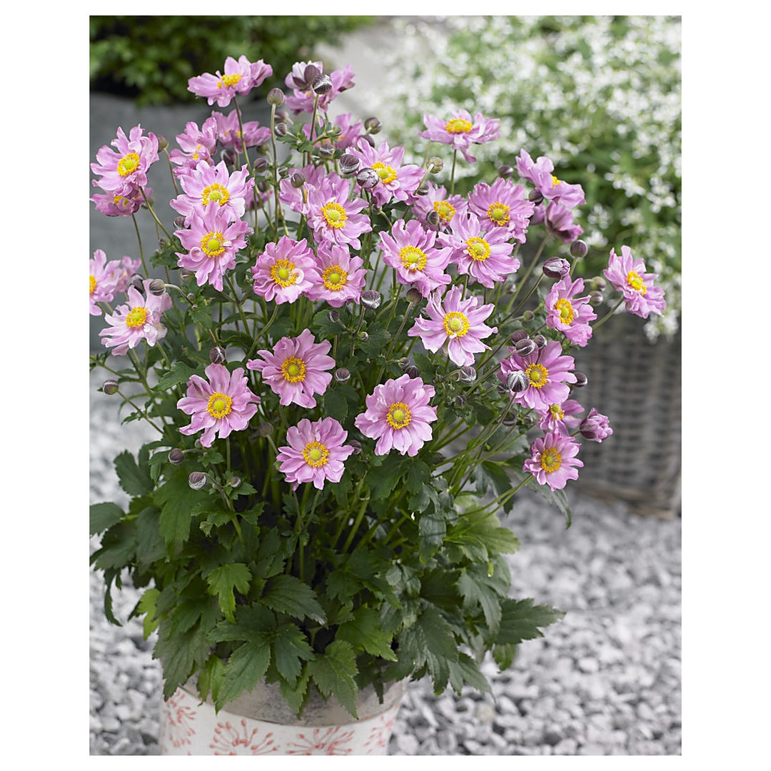Heirloom Non-GMO Fantasy Pocahontas Anemone Flower Seeds for Planting – Elegant Perennial Garden Blooms | Neera Seeds product photo [neera-v4-3538dce242e7abc317db]