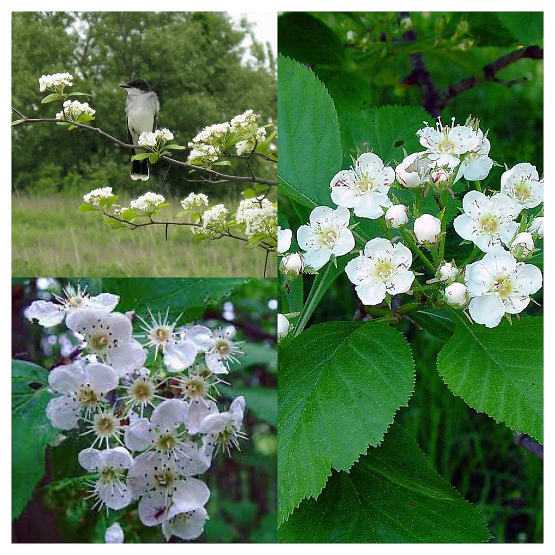 White Crataegus Flower Seeds for Planting - Heirloom Non-GMO High Germination Organic Garden Seeds | Neera Seeds product photo [neera-v4-353f20a15366d5146af3]