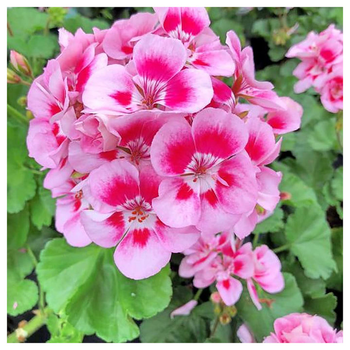 Peach Geranium Pelargonium Seeds for Planting – Heirloom Non-GMO Organic Garden Seeds, High Germination | Neera Seeds product photo [neera-v4-355b4195ee4c55331f02]