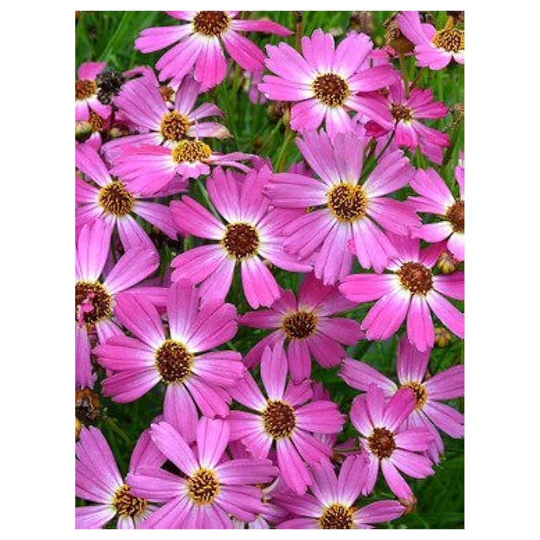 Pink Coreopsis Flower Seeds for Planting – Heirloom, Non-GMO, Organic Garden Seeds with High Germination | Neera Seeds product photo [neera-v4-356f783f1c73d22b228c]