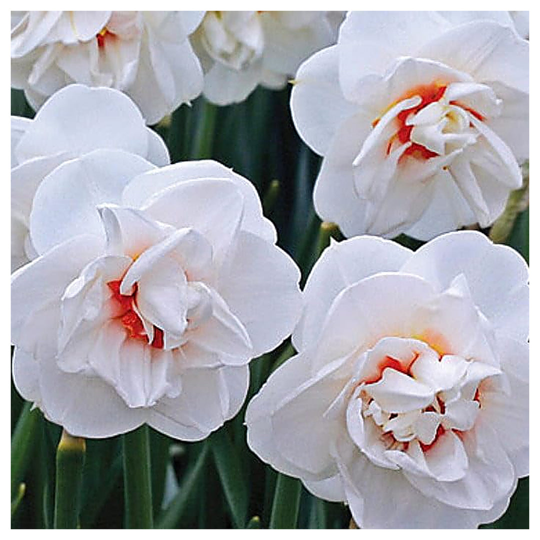 White Double Mixed Petals Narcissus Daffodil Flower Seeds – Heirloom Non-GMO High Germination Organic Garden Seeds | Neera Seeds product photo [neera-v4-3570c152c9cb67e66896]