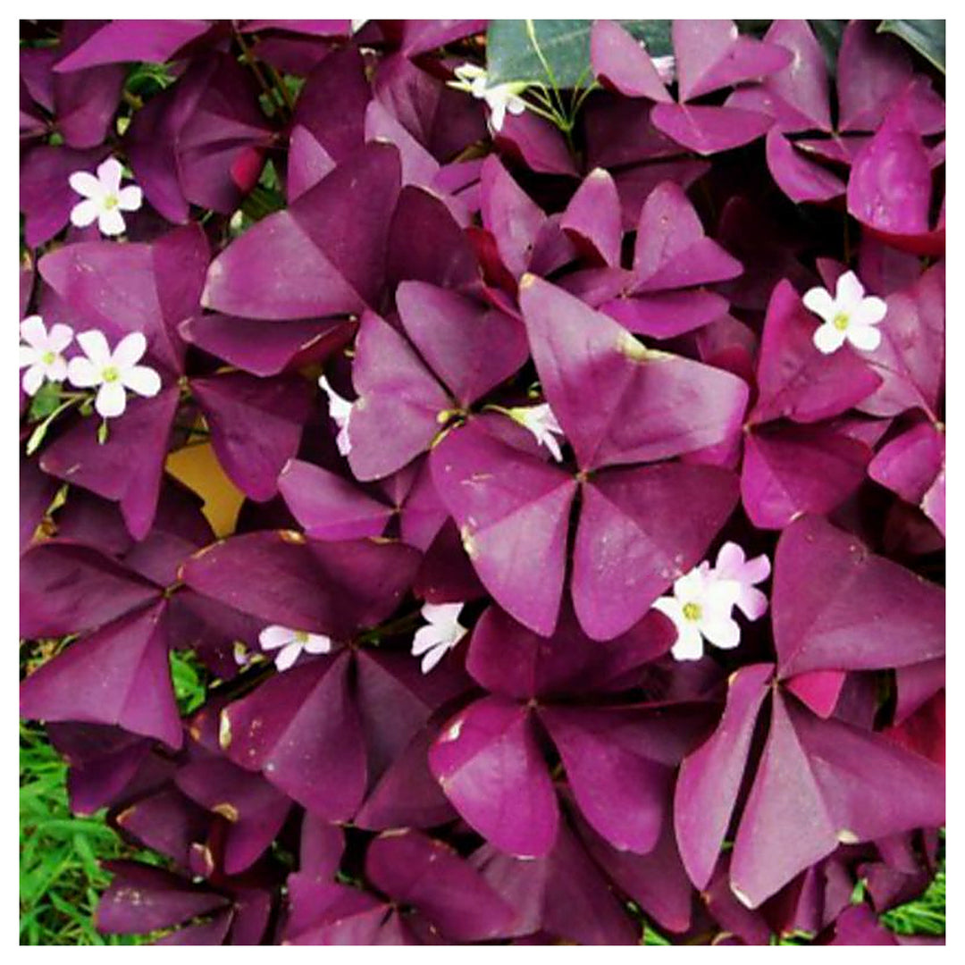 Heirloom Non-GMO Red Woodsorrel Flower Seeds for Garden Planting – Clover-Like Blooms, High Germination | Neera Seeds product photo [neera-v4-357f9ba9a79e58f98b1d]