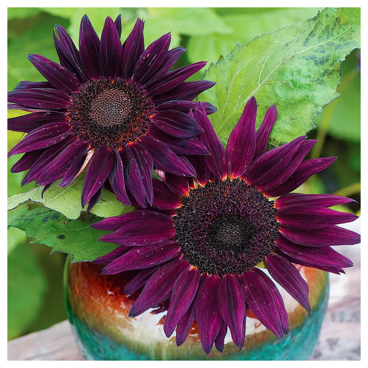 Deep Purple Sunflower Seeds for Planting – Unique Heirloom Non-GMO High Germination Organic Garden Seeds | Neera Seeds product photo [neera-v4-3597cc5ba76d64ab05ef]