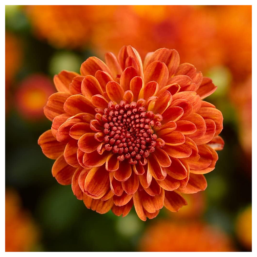 Heirloom Non-GMO Deep Orange Chrysanthemum Flower Seeds for Planting – High Germination Organic Garden Seeds | Neera Seeds product photo [neera-v4-359cba457064735bb3f6]