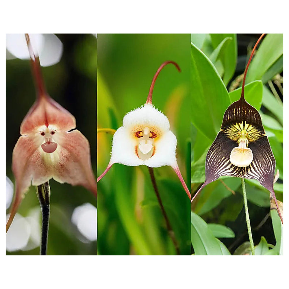 Heirloom Monkey Orchid Flower Seeds, Non-GMO Rare Blooms for Garden Planting | Neera Seeds product photo [neera-v4-35a496b7af7c65f5dd41]