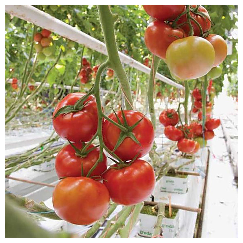 Greenhouse Winter Tomato Seeds – High-Acid Hybrid Vegetable Seeds for Planting, Ideal for Pickling and Cooking | Neera Seeds product photo [neera-v4-35a869468fd99656a18c]