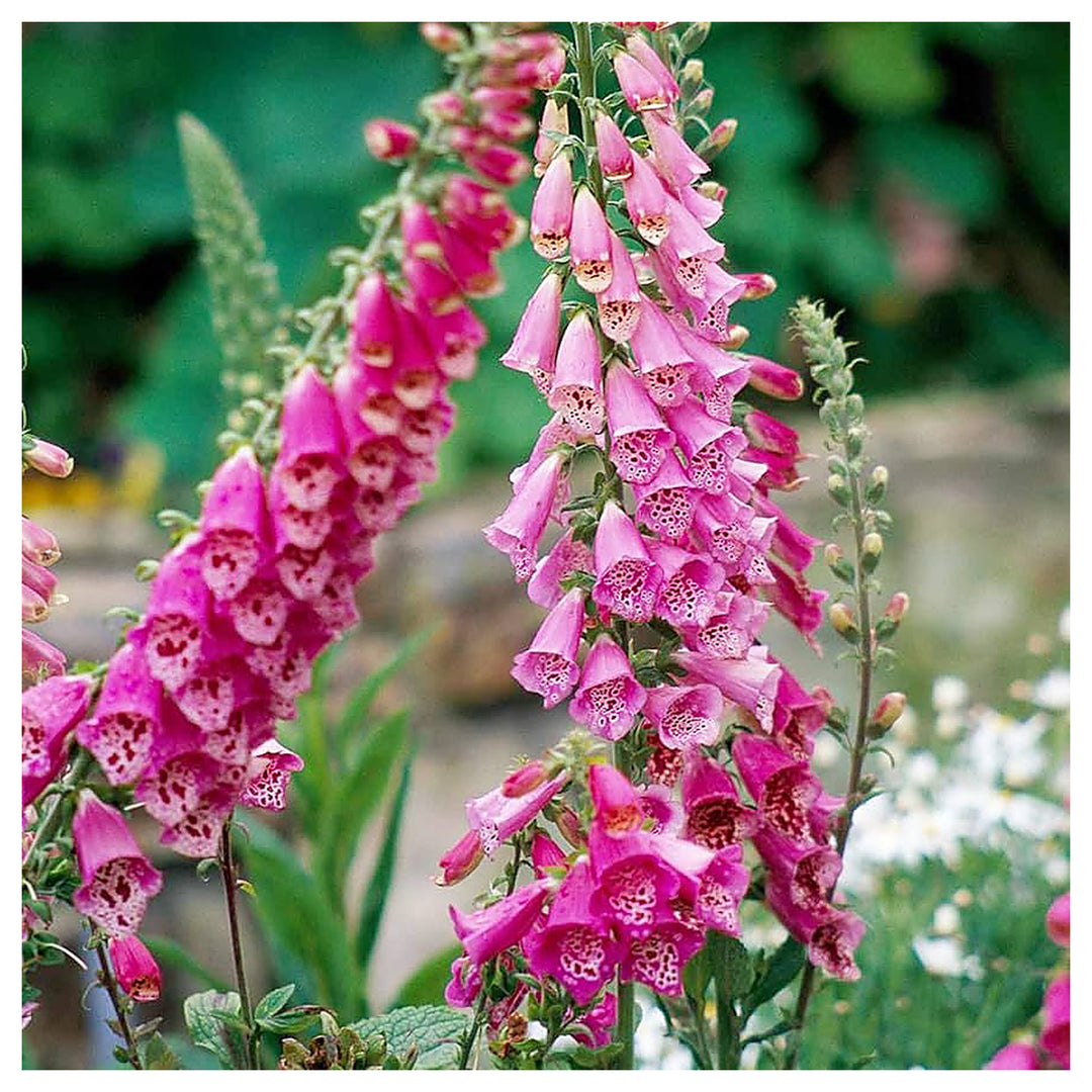 Foxglove For Planting Digitalis Purpurea For Flower Beds And Cottage Gardens Flower Seeds for Home | Neera Seeds product photo [neera-v4-35b83aae470a3aadeda7]