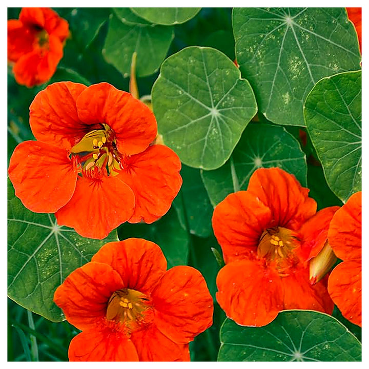 Organic Heirloom Non-GMO Orange Nasturtium Seeds for Planting – Bright Garden Blooms | Neera Seeds product photo [neera-v4-35c1bf2338869a7096bd]