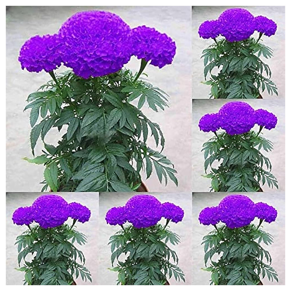 Purple Marigold Flower Seeds – Heirloom Non-GMO High Germination Organic Garden Seeds for Planting | Neera Seeds product photo [neera-v4-35c3c4fdab1699c77c04]