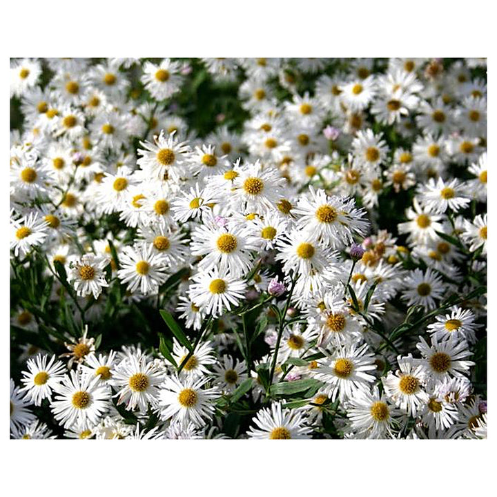 Heirloom Non-GMO Boltonia Asteroides Flower Seeds – Perennial Daisy Seeds for Planting, High Germination Organic Bl | Neera Seeds product photo [neera-v4-35cd32e4b070dacc7afd]