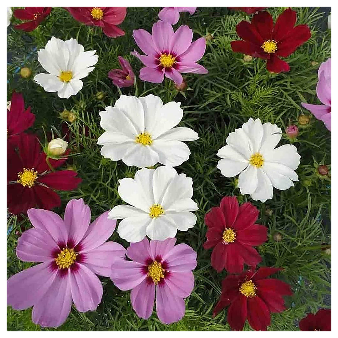 Cosmos Flores Perennial Garden Flower Bag Flower Seeds for Home Garden Planting, Decorative Organic | Neera Seeds product photo [neera-v4-35e90a2b75c26525b354]