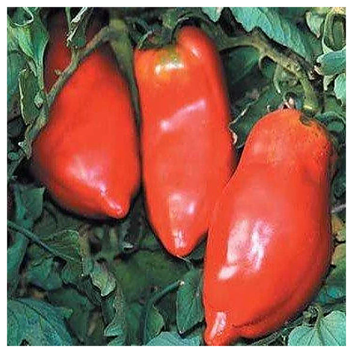 Opalka Tomato Seeds for Planting – Heirloom, Non-GMO, High Germination Organic Vegetable Garden Seeds | Neera Seeds product photo [neera-v4-35eb3fe102a655a43dae]